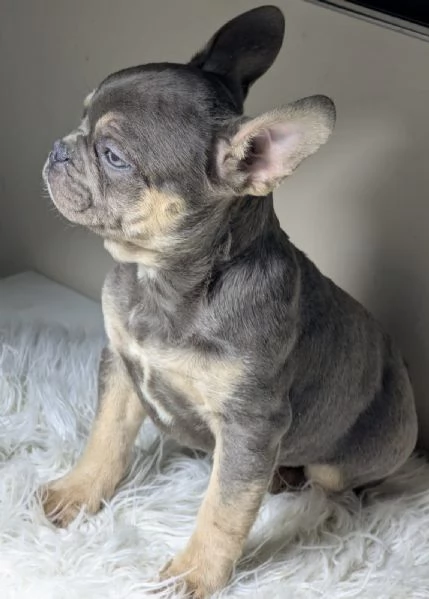 Bulldog francesi blu e merle