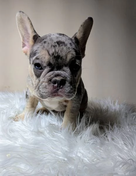 Bulldog francese merle