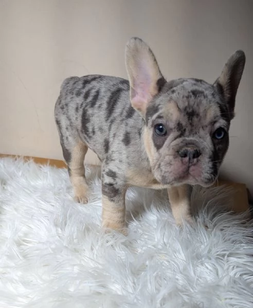 Bulldog francese merle | Foto 4