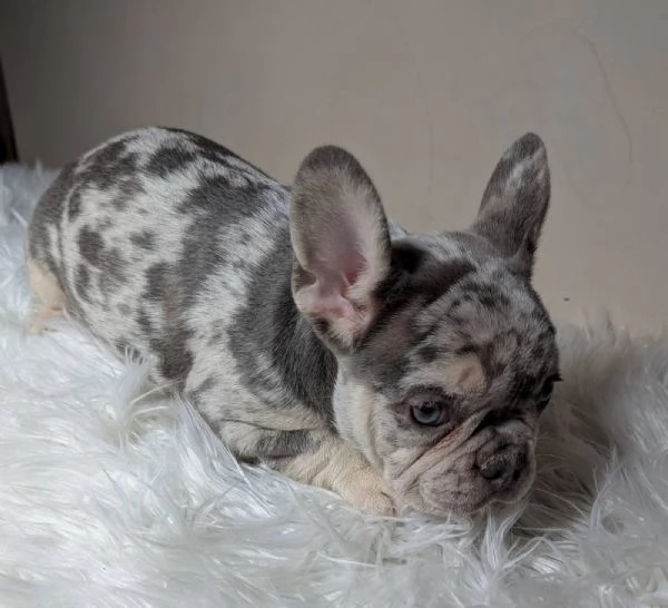 Bulldog francese merle | Foto 3