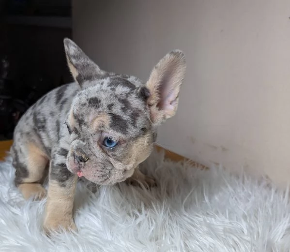 Bulldog francese merle | Foto 2