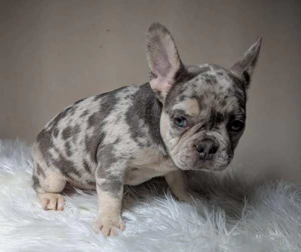 Bulldog francese merle | Foto 1