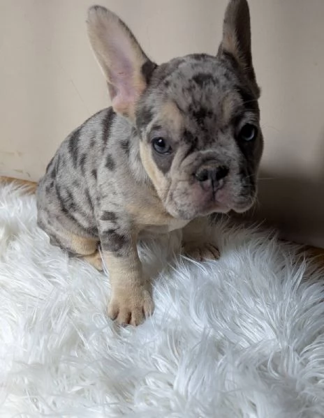Bulldog francese merle | Foto 0