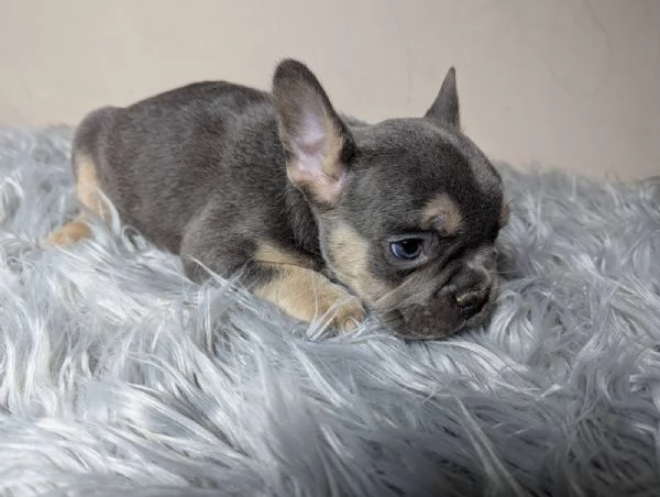 Bulldog francese merle | Foto 4