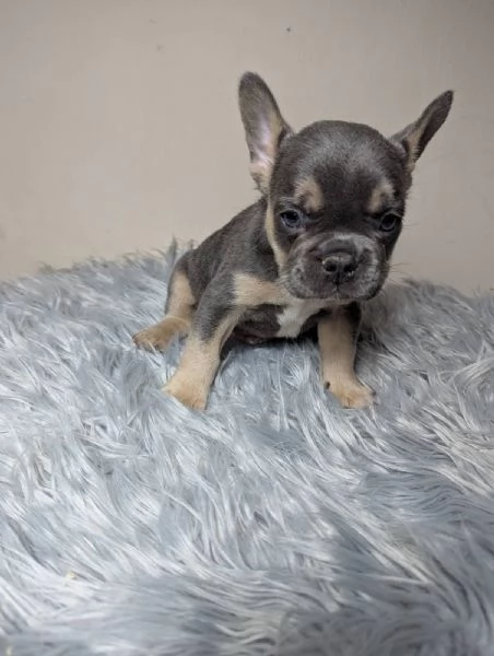 Bulldog francese merle | Foto 3