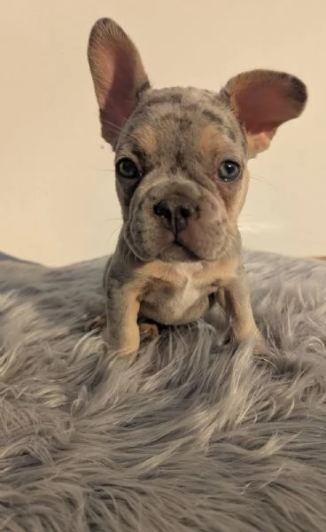 Bulldog francese merle | Foto 2