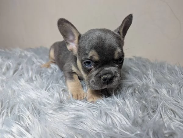 Bulldog francese merle | Foto 1