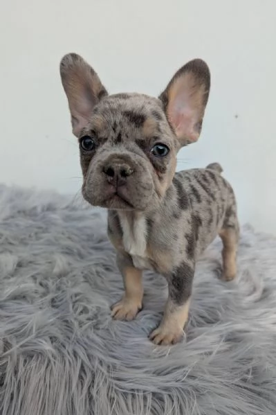 Bulldog francese merle