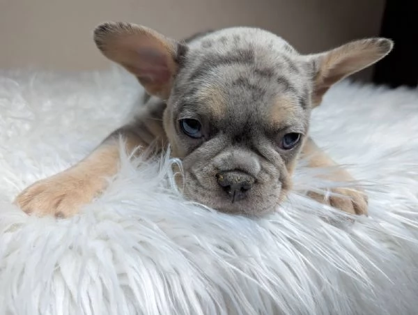 Bulldog francese merle | Foto 0