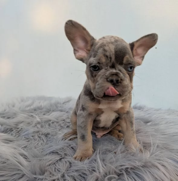 Bulldog francese merle | Foto 3