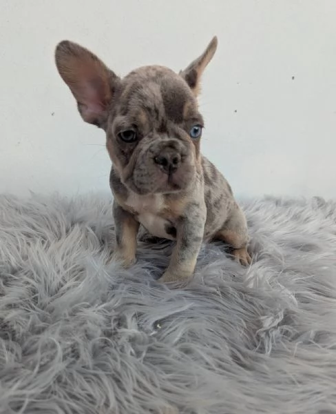 Bulldog francese merle | Foto 2
