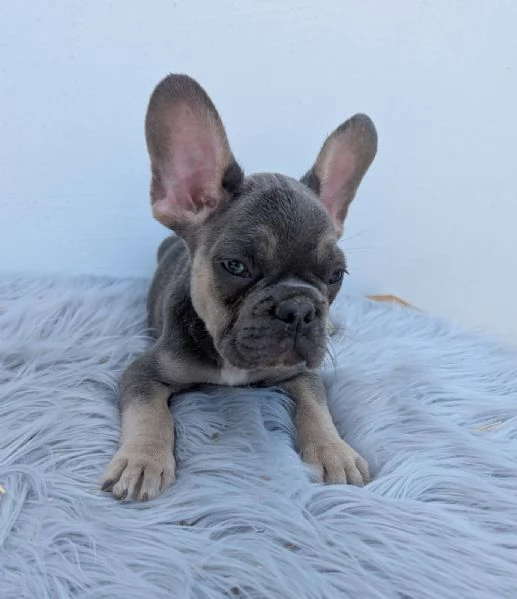 Bulldog francese merle | Foto 1