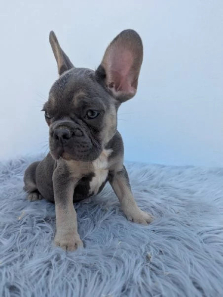 Bulldog francese merle