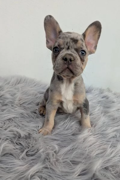Bulldog francese merle | Foto 4