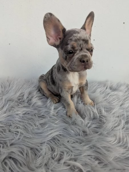 Bulldog francese merle | Foto 3