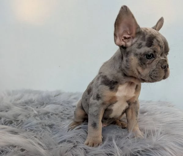 Bulldog francese merle | Foto 2