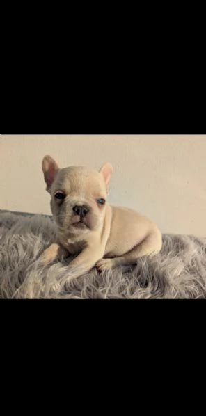Bulldog francese merle | Foto 4
