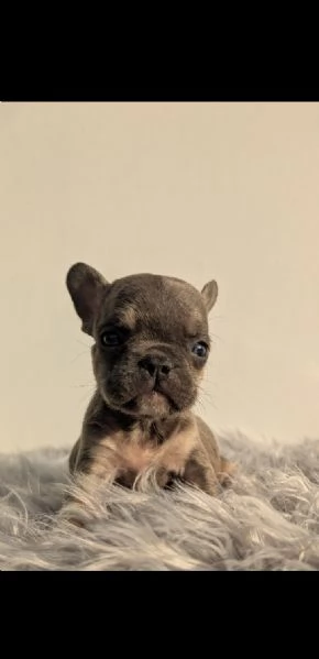 Bulldog francese merle | Foto 3