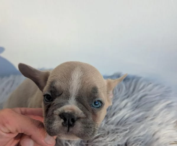 Bulldog francese merle | Foto 2