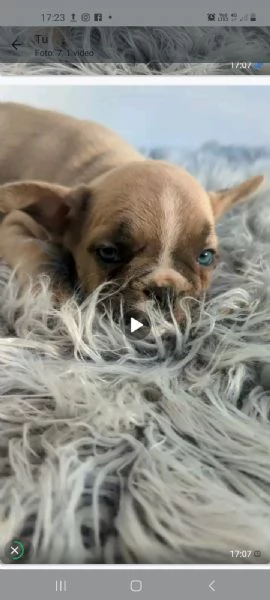 Bulldog francese merle | Foto 1