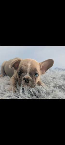 Bulldog francese merle | Foto 0