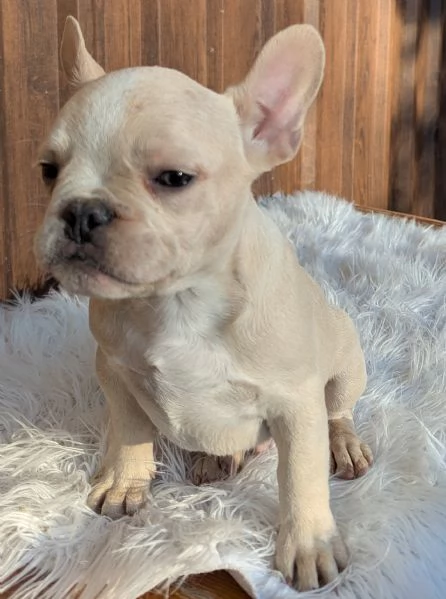 Bulldog francese blu fawn | Foto 2