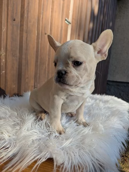 Bulldog francese blu fawn | Foto 1