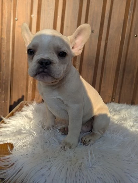 Bulldog francese blu fawn | Foto 0