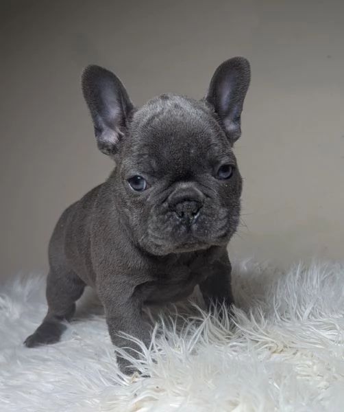 Bulldog francese blu fawn | Foto 2