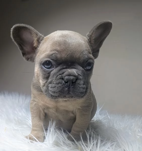 Bulldog francese blu fawn | Foto 1