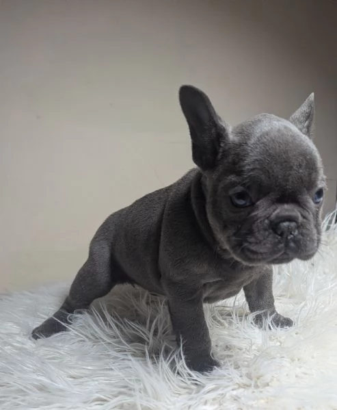 Bulldog francese blu fawn | Foto 0