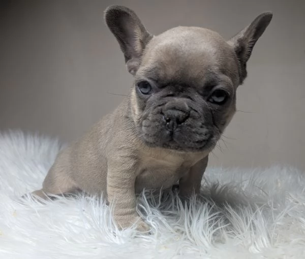Bulldog francese blu fawn