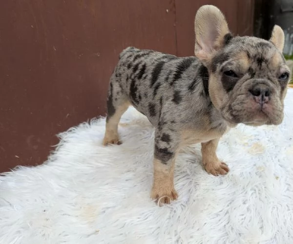 Bulldog francesi blu merle | Foto 3