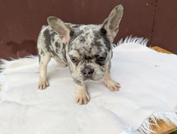 Bulldog francesi blu merle