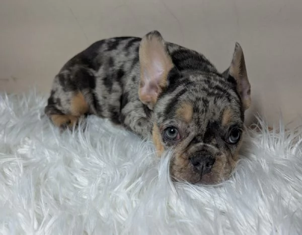 Bulldog francesi blu merle | Foto 1