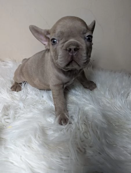 Bulldog francesi blu merle
