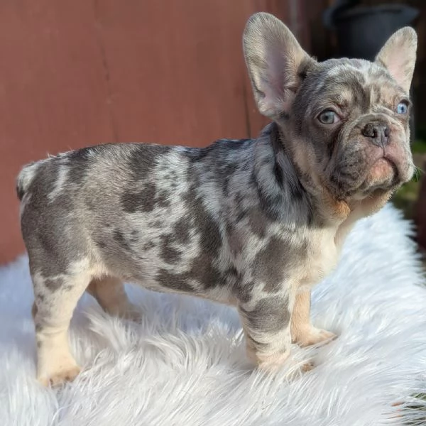 Bulldog francese blu merle | Foto 4
