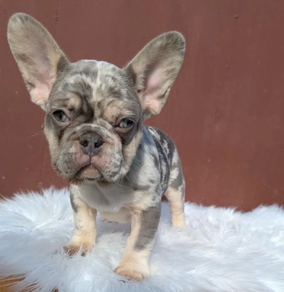 Bulldog francese blu merle | Foto 3