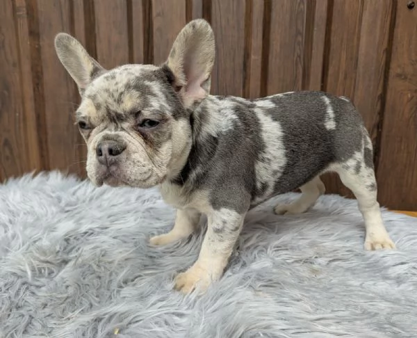 Bulldog francese blu merle | Foto 2