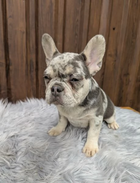 Bulldog francese blu merle