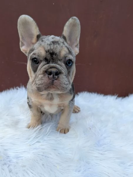 Bulldog francese blu merle | Foto 0