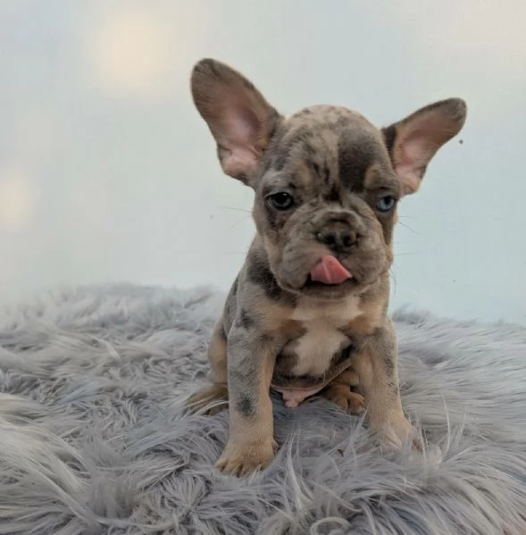 Bulldog francesi blu merle | Foto 3