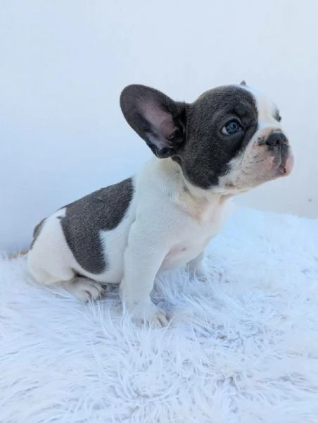 Bulldog francesi blu merle | Foto 2