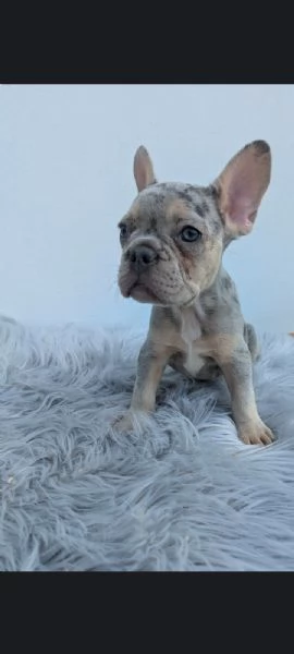 Bulldog francesi blu merle | Foto 1