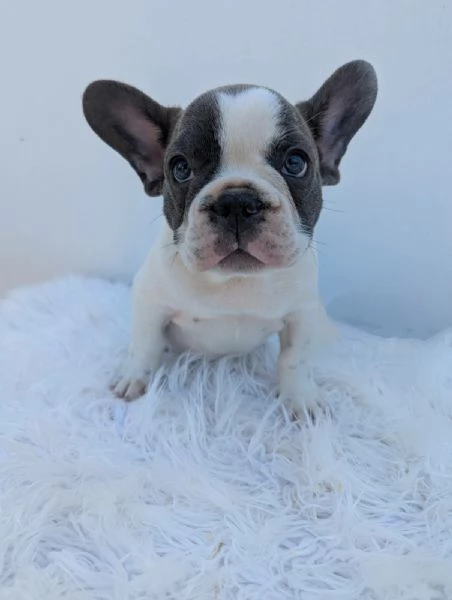 Bulldog francesi blu merle