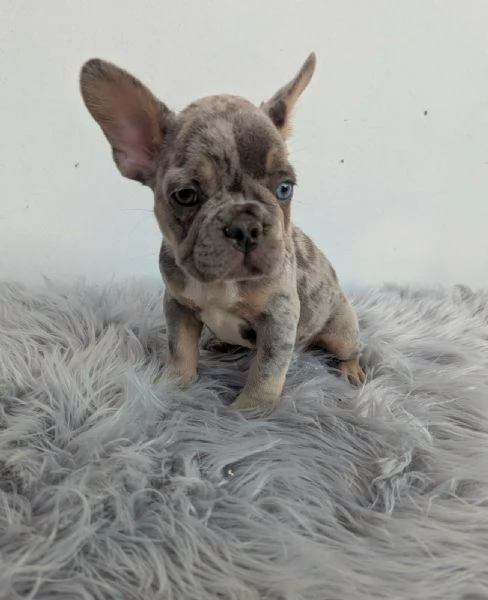 Bulldog francesi blu merle | Foto 0