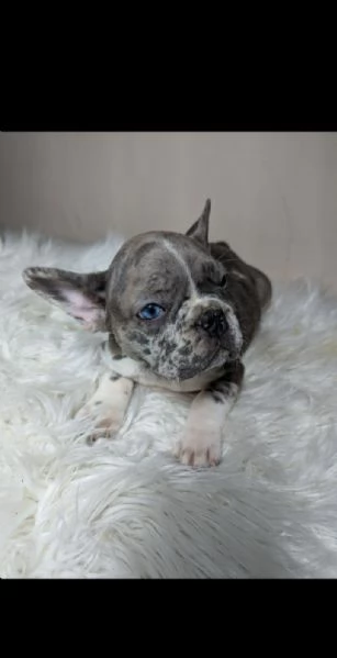 Bulldog francesi blu merle | Foto 2