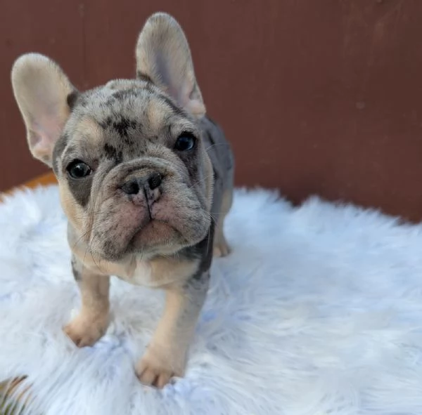 Bulldog francesi blu merle