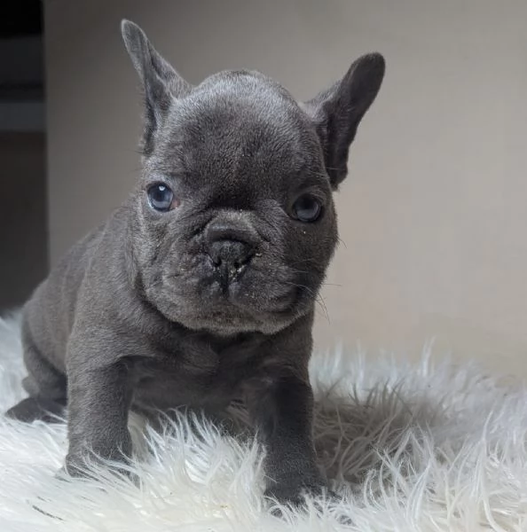 Bulldog francese blu merle | Foto 1