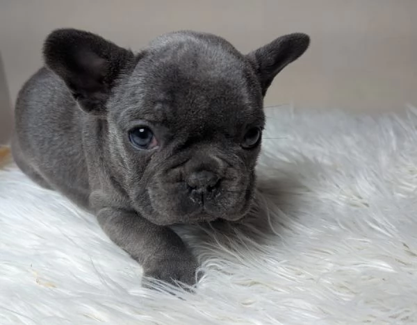 Bulldog francese blu merle | Foto 0